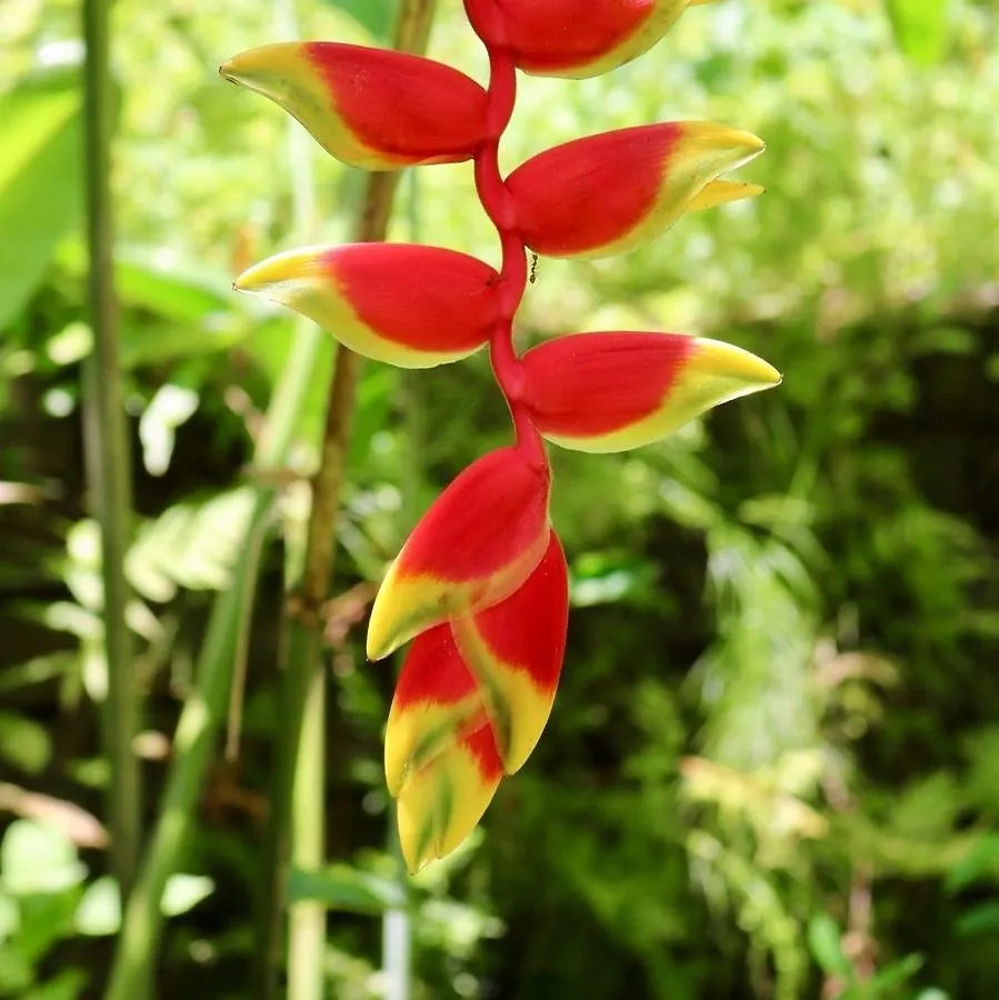 Villa Heliconia Port Douglas Apartment