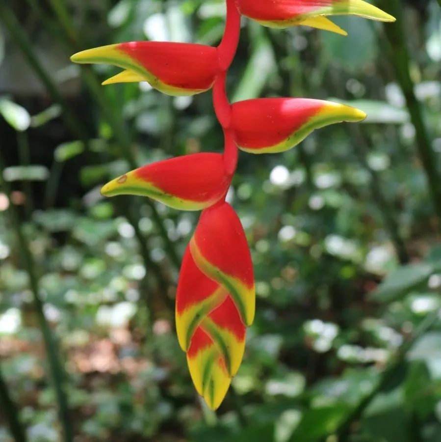 Villa Heliconia Port Douglas